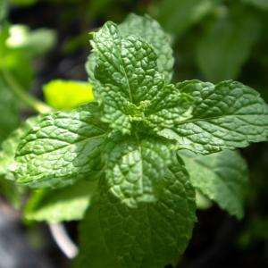 スペアミント 苗の商品一覧 通販 Yahoo ショッピング