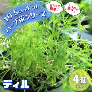 ITANSE ハーブ苗 ディル 10.5cmポッ...の商品画像
