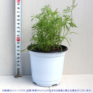 ITANSE ハーブ苗 ディル 10.5cmポ...の詳細画像1