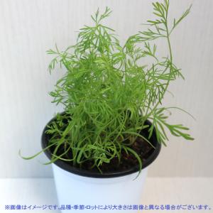 ITANSE ハーブ苗 ディル 10.5cmポ...の詳細画像2
