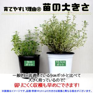 ITANSE ハーブ苗 ディル 10.5cmポ...の詳細画像5