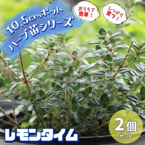 ITANSE ハーブ苗 レモンタイム 10.5cmポット 2個セット 送料無料 おうちで簡単！育てやすいハーブ苗シリーズ！ イタンセ公式｜itanse