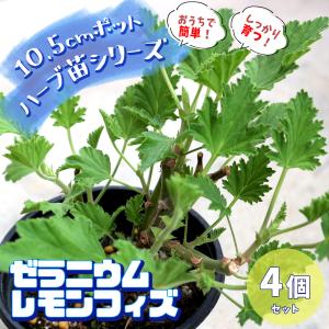 レモン ゼラニウム 苗 苗 の商品一覧 花 ガーデニング 通販 Yahoo ショッピング