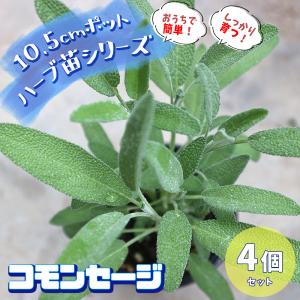 ハーブティー コモンセージの商品一覧 通販 Yahoo ショッピング