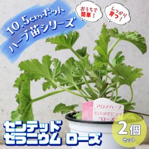 ITANSE 【おうちで簡単！育てやすい！】 センテッドゼラニウム ローズ ハーブの苗 10.5cm お買い得2個セット 送料無料 イタンセ公式｜野菜苗・植物・青果物販売のITANSE