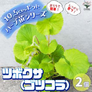 ノコギリコリアンダー ハーブの苗 3.5号/お買い得4個セット スパイス