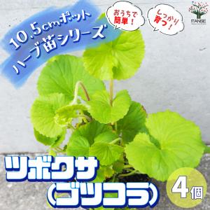 ITANSE ツボクサ ハーブ苗 4個セット
