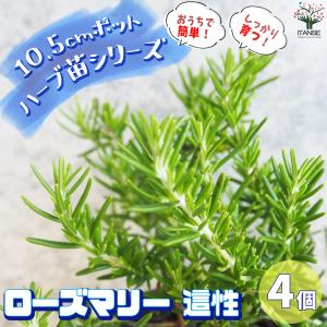 ITANSE ハーブ苗 ローズマリー 這性(はいせい) ハーブの苗 10.5cmポット お買い得4個セット 料理 ガーデニング 家庭菜園 簡単 送料無料 イタンセ公式｜itanse