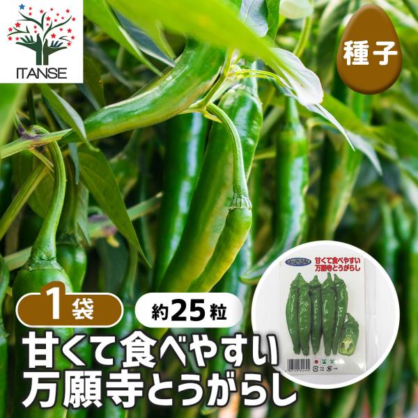 種子 甘くて食べやすい 万願寺とうがらし 約25粒/1袋売り 種 seed タネ 植物の種 栽培 ガ...