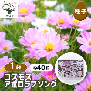種子 コスモス アポロラブソング 約40粒/1袋売り 種 seed タネ 植物の種 栽培 ガーデニング ガーデン 園芸 家庭菜園 保管 保存