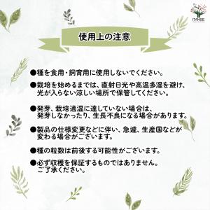 種子 コスモス アポロラブソング 約40粒/1...の詳細画像2