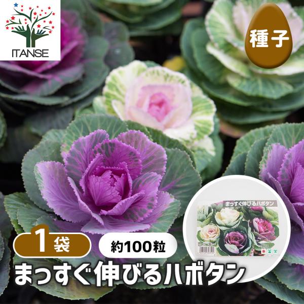 種子 まっすぐ伸びるハボタン 約100粒/1袋売り 種 seed タネ 植物の種 栽培 ガーデニング...