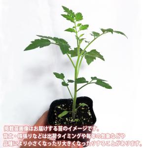 ITANSE トマト苗 キュウリ苗 ナス苗 厳...の詳細画像1