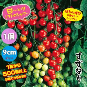 ITANSE トマト苗 キュウリ苗 ナス苗 厳...の詳細画像2
