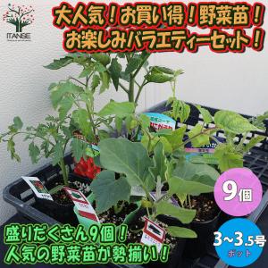 ITANSE 野菜苗 お買い得セット商品 お楽しみバラエティーセット 9〜10.5cmポット 9個セット トマト苗 キュウリ苗 ナス苗 ピーマン苗など 送料無料 イタンセ公式｜itanse