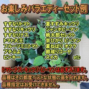 ITANSE 野菜苗 お買い得セット商品 お楽...の詳細画像1