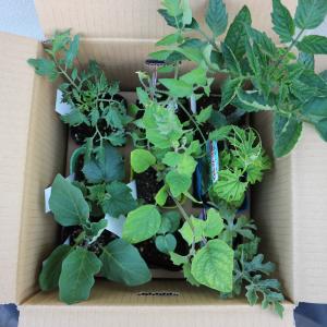 ITANSE 野菜苗 お買い得セット商品 お楽...の詳細画像2