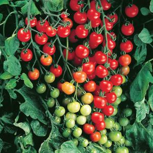 ITANSE 野菜苗 お買い得セット商品 お楽...の詳細画像3