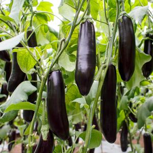 ITANSE 野菜苗 お買い得セット商品 お楽...の詳細画像4