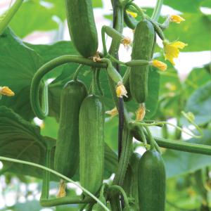 ITANSE 野菜苗 お買い得セット商品 お楽...の詳細画像5