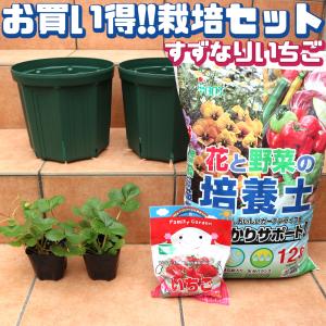 ITANSE いちご苗栽培セット(すずなりいちご9cmポット2個／スリット鉢8号2個／培養土12L／...