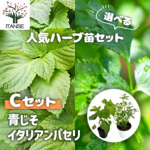 人気ハーブ Cセット (青じそ・イタリアンパセリ...の商品画像