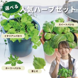 人気ハーブ Cセット (青じそ・イタリアンパセ...の詳細画像1