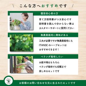 人気ハーブ Cセット (青じそ・イタリアンパセ...の詳細画像2