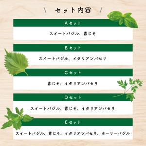 人気ハーブ Cセット (青じそ・イタリアンパセ...の詳細画像3