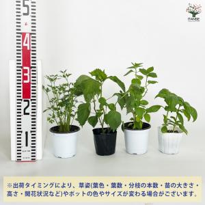 人気ハーブ Cセット (青じそ・イタリアンパセ...の詳細画像4