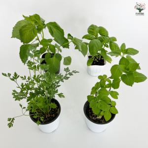 人気ハーブ Cセット (青じそ・イタリアンパセ...の詳細画像5