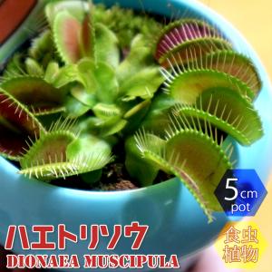 ITANSE 食虫植物 ハエ取草 5cmポット 1個 鉢カバー付き 観葉植物 鑑賞用 送料無料 イタンセ公式｜itanse