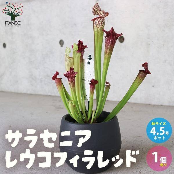 ITANSE サラセニア ・レウコフィラレッド 観葉植物 食虫植物 4.5号鉢 1個売り 人気 おし...