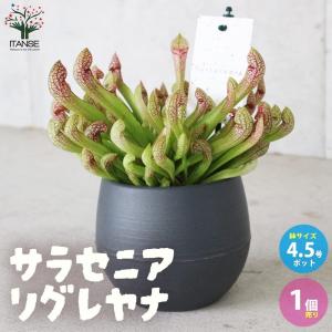 Supernatural Bud Blaster 2.26kg : Flora Farm - 通販 - Yahoo