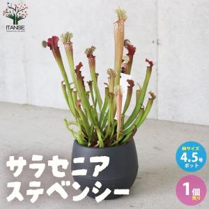 ITANSE サラセニア ・ステベンシー 観葉植物 食虫植物 4.5号鉢 1個売り 人気 おしゃれ インテリア 観賞 送料無料 イタンセ公式｜野菜苗・植物・青果物販売のITANSE