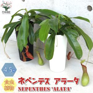 食虫植物 ネペンテス ブリジアナ 観葉植物 5号/1個売り おしゃれ