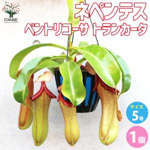 【人気品種】食虫植物 ネペンテス・トランカータ×エドワードシアナ ウツボカズラ 楽天市場】（食虫植物）一点物 ウツボカズラ ネペンテス