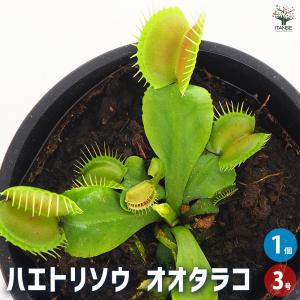 【4月21日入荷】食虫植物 ハエ取り草 オオタラコ 観葉植物 3号/1個売り おしゃれ オシャレ 可愛い 鑑賞 食肉植物 食虫 虫を食べる 虫取り