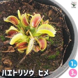 【4月21日入荷】食虫植物 ハエ取り草 姫(ヒメ...の商品画像