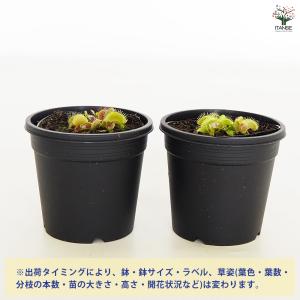 【4月21日入荷】食虫植物 ハエ取り草 姫(ヒ...の詳細画像2