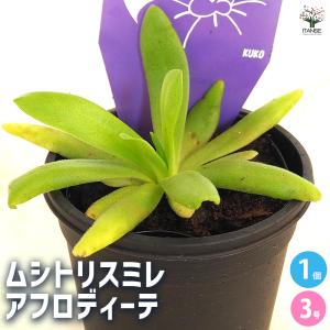【4月21日入荷】食虫植物 ムシトリスミレ アフロディーテ 観葉植物 3号/1個売り おしゃれ オシャレ 可愛い 鑑賞 食肉植物 食虫 虫を食べる