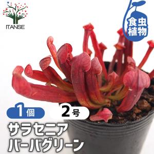 サラセニア バーバグリーン 観葉植物 2号/1個売り ハエトリソウ はえとりそう ハエ取草