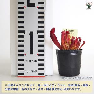 サラセニア バーバグリーン 観葉植物 2号/1...の詳細画像1