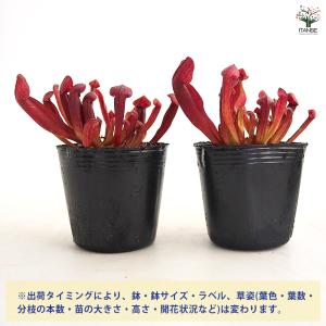 サラセニア バーバグリーン 観葉植物 2号/1...の詳細画像2