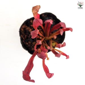 サラセニア バーバグリーン 観葉植物 2号/1...の詳細画像3