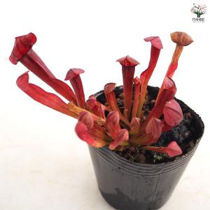 サラセニア バーバグリーン 観葉植物 2号/1...の詳細画像4