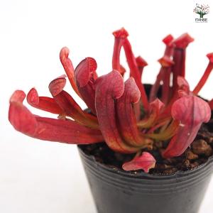 サラセニア バーバグリーン 観葉植物 2号/1...の詳細画像5