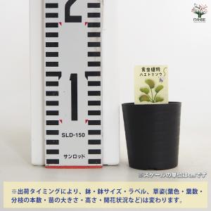ハエトリソウ レッドピラニア 観葉植物 2号/...の詳細画像1