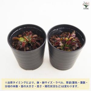 ハエトリソウ レッドピラニア 観葉植物 2号/...の詳細画像2