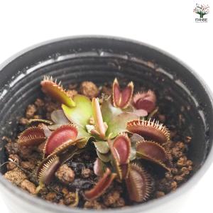 ハエトリソウ レッドピラニア 観葉植物 2号/...の詳細画像3